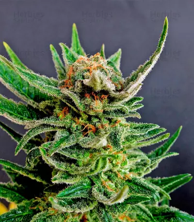 Graines de cannabis Gypsy Kush (Kannabia Seeds)