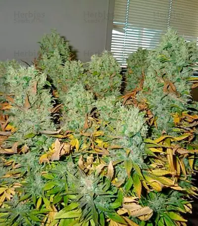 Ice (Nirvana Seeds)