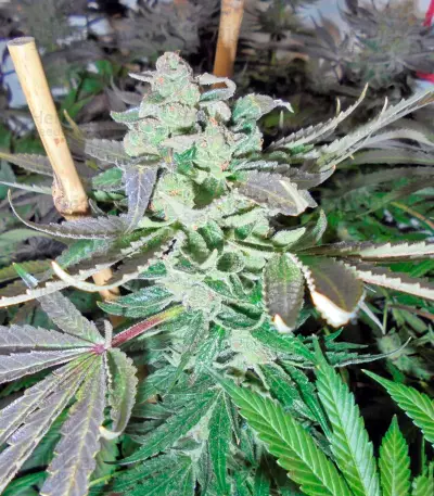 Kush`N`Cheese Seeds