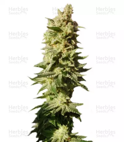 Buy Mataro Blue feminized seeds