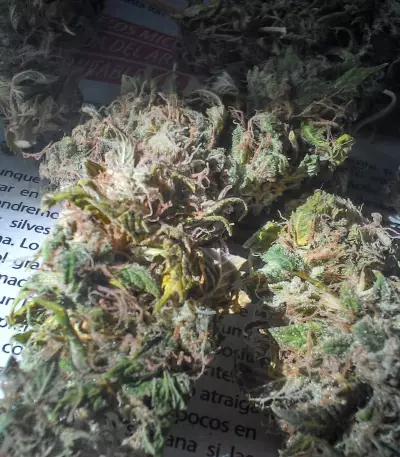 O.G. Kush Seeds