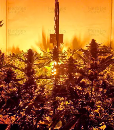 Pure Power Plant regular (Nirvana Seeds)
