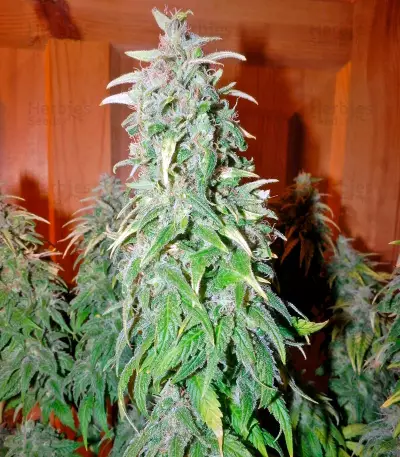 Satori Seeds