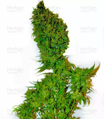 Super Silver feminized seeds