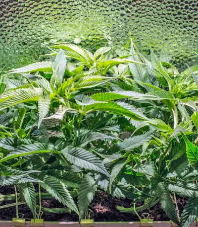 Sweet Soma Seeds
