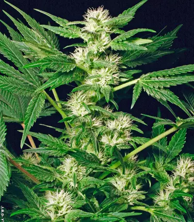 Semillas White Russian feminizadas (Serious Seeds)