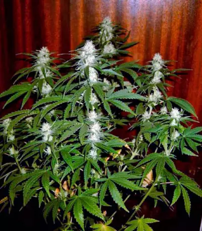 Cream 47 Seeds