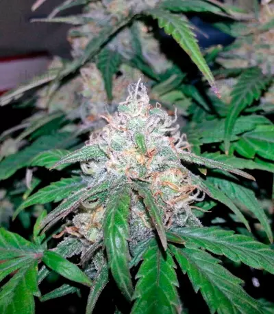 Fast Bud #2 Auto feminized seeds