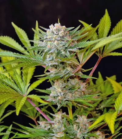 Jack 47 F1 Fast Version Seeds