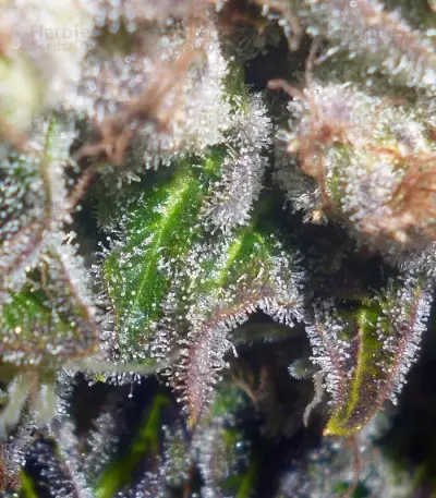 Prozack Seeds
