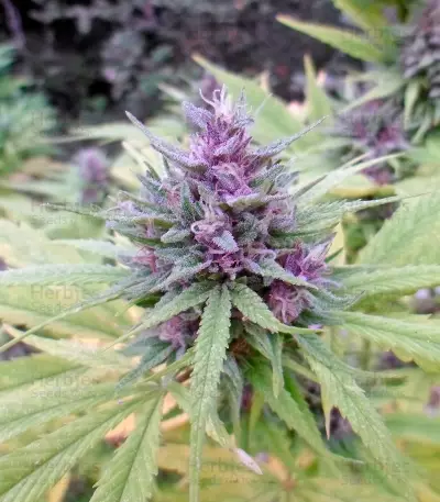 Shaman regular (Dutch Passion)