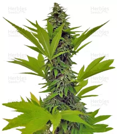 Moby Dick feminized seeds (Green House Seeds)
