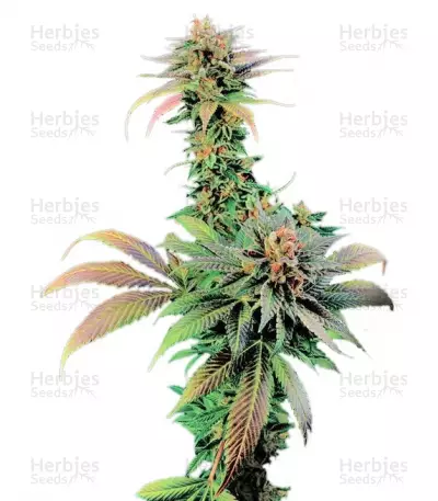 Buy Blue Widow feminized seeds