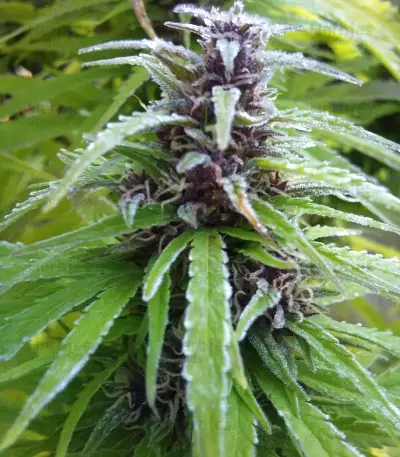 Semi femminizzati Easy Sativa