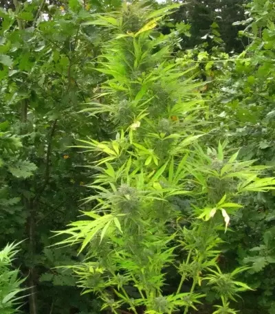 Purple Maroc Seeds