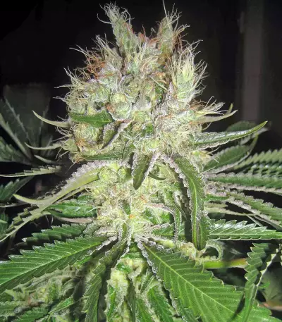 Smile feminized seeds