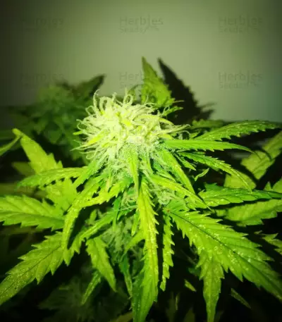 Z Auto (Fast Buds)
