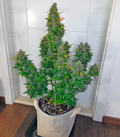 Super Bud (GHS)