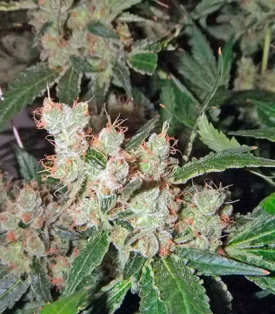 Afghan Kush X White Widow feminized seeds