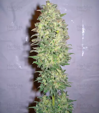 Biddy Early Seeds
