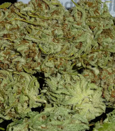 Graines de cannabis C99 (Female Seeds)