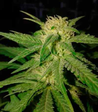 Critical Sensi Star (Delicious Seeds)