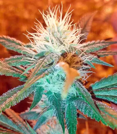 Chemdawg Seeds (Humboldt Seeds Organization)