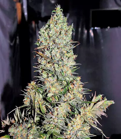 Chronic Seeds