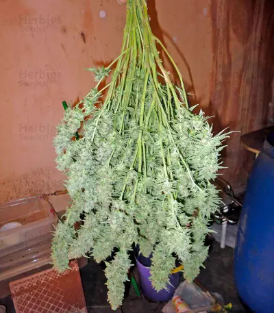 Industrial Plant (Dinafem Seeds)