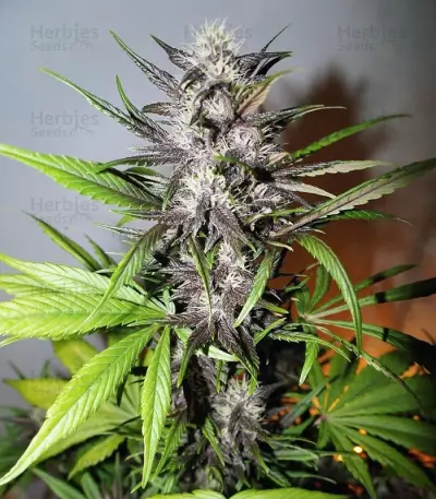 Graines féminisées de LSD-25 Auto (Fast Buds)