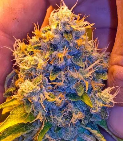 Lemon Kush Headband feminized seeds