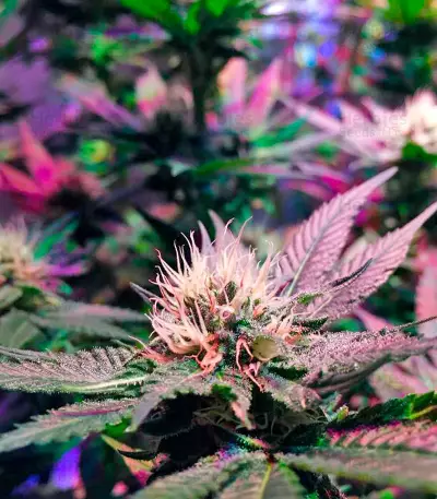 Mango Sapphire (Humboldt Seeds Organization)