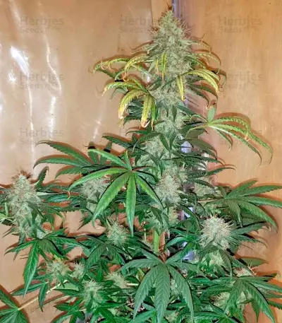 Moby Dick XXL strain