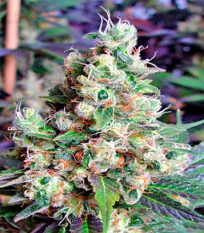 NYC Diesel Auto fem Seeds