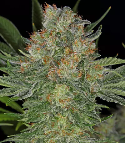 Semi femminizzati di Serious Kush