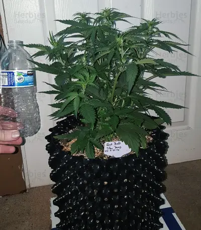 Stardawg Auto feminized seeds