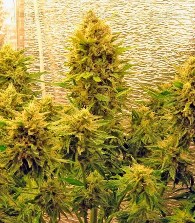 S.A.D. Sweet Afgani Delicious Auto Seeds