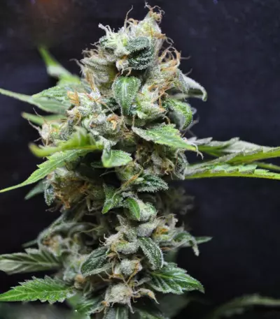 Graines de cannabis Yummy (Resin Seeds)