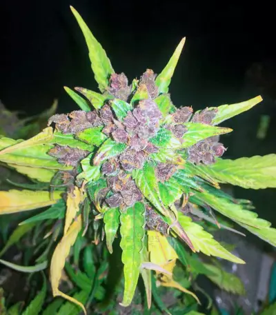 Black Cream Auto