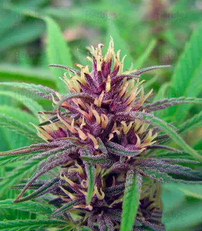 Purple #1 strain