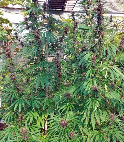 Purple #1 Seeds