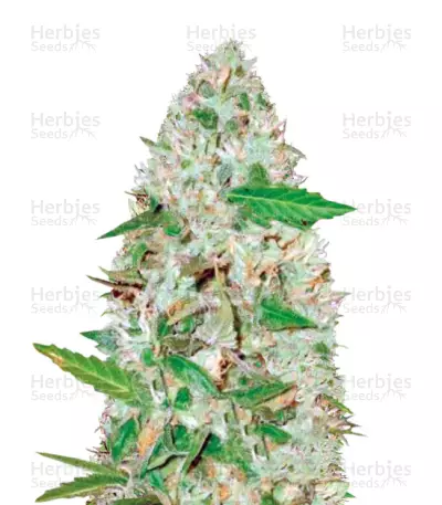 Graines de cannabis Auto Red Russian XXL (Victory Seeds)