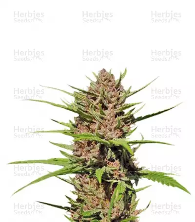 Buy Purple #1 Regular seeds