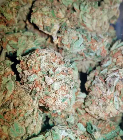 OG Kush feminized seeds (Dinafem Seeds)