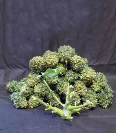 Semillas feminizadas Pineapple Express Auto