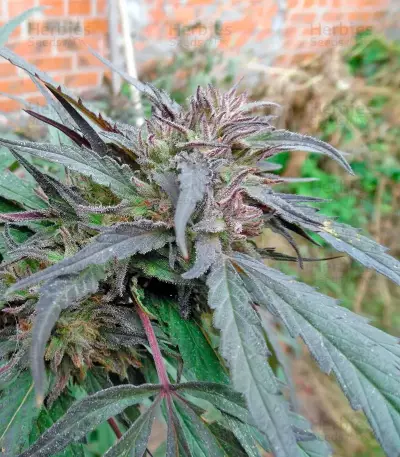 Semi femminizzati Purple Afghan Kush