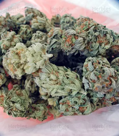 Graines de cannabis White Berry (Paradise Seeds)