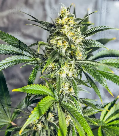 White Widow regular (Dutch Passion)