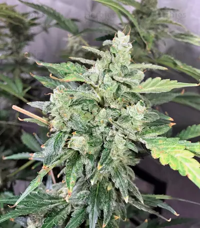 Auto Anesthesia strain