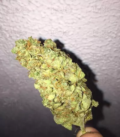 Cold Thunder (Sumo Seeds)